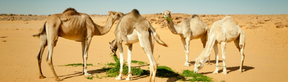 Bank Director training on CAMELS rating